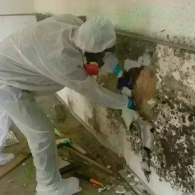 Mold Remediation and Removal in Racine, WI